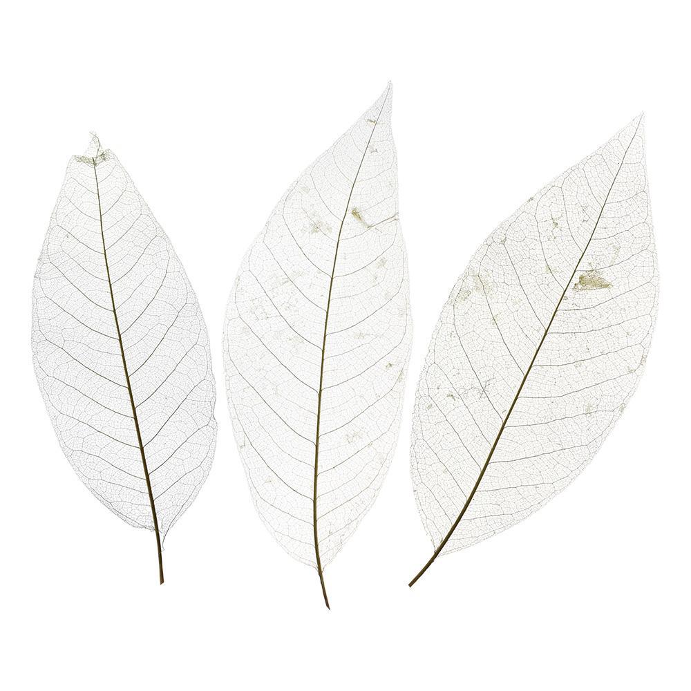 Bleached Magnolia Skeleton Leaves Bundle