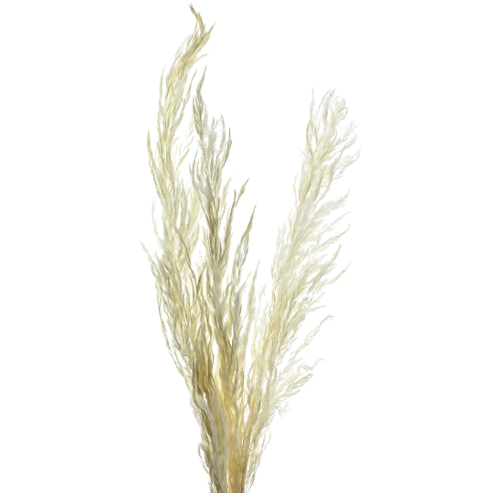 Dried Natural Stardust Gypsum Spray, Bleached