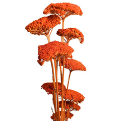 Dried Natural Yarrow Flower Bundle