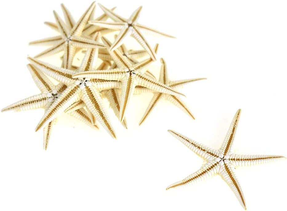 Small Assorted Nautical Finger Starfish, 12-count