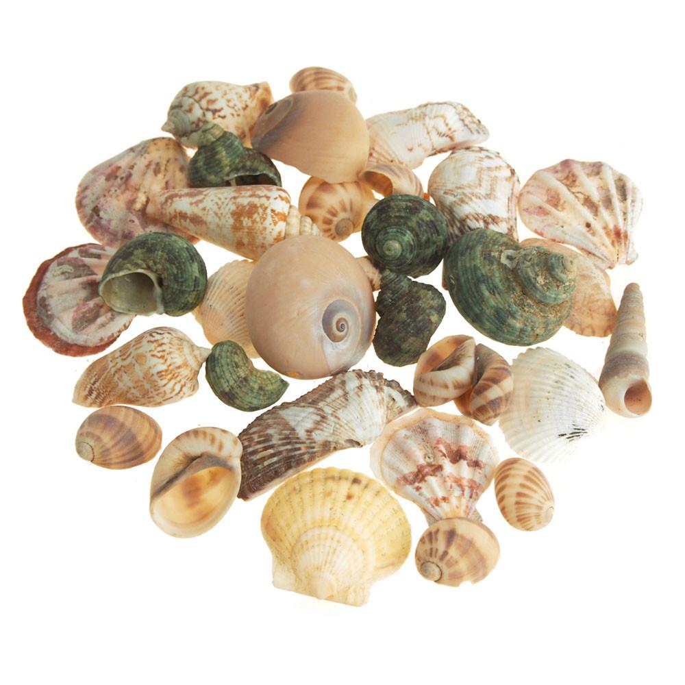 Decorative Sea shells Assortment Vase Filler, 20-piece