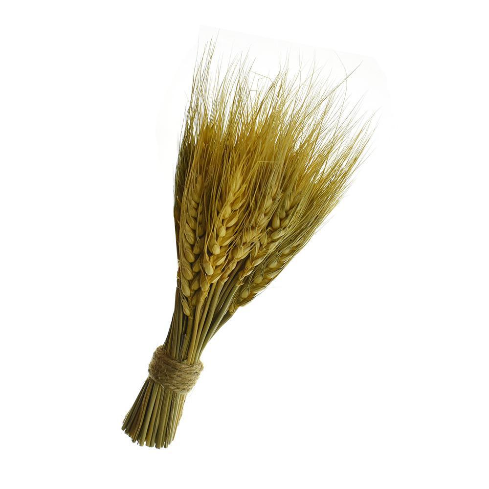 Preserved Wheat Bundle, 8-Inch