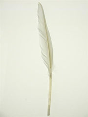 Duck Feather Decorative, 14-inch, 10-count